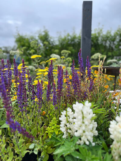 Royal Windsor Salvias Design by Kiera Jamison & Alana Sims