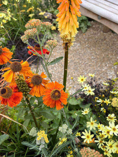 Hampton Court Garden Festival Hampton Court Garden Festival